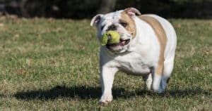 Chestnut Hill Dog Park